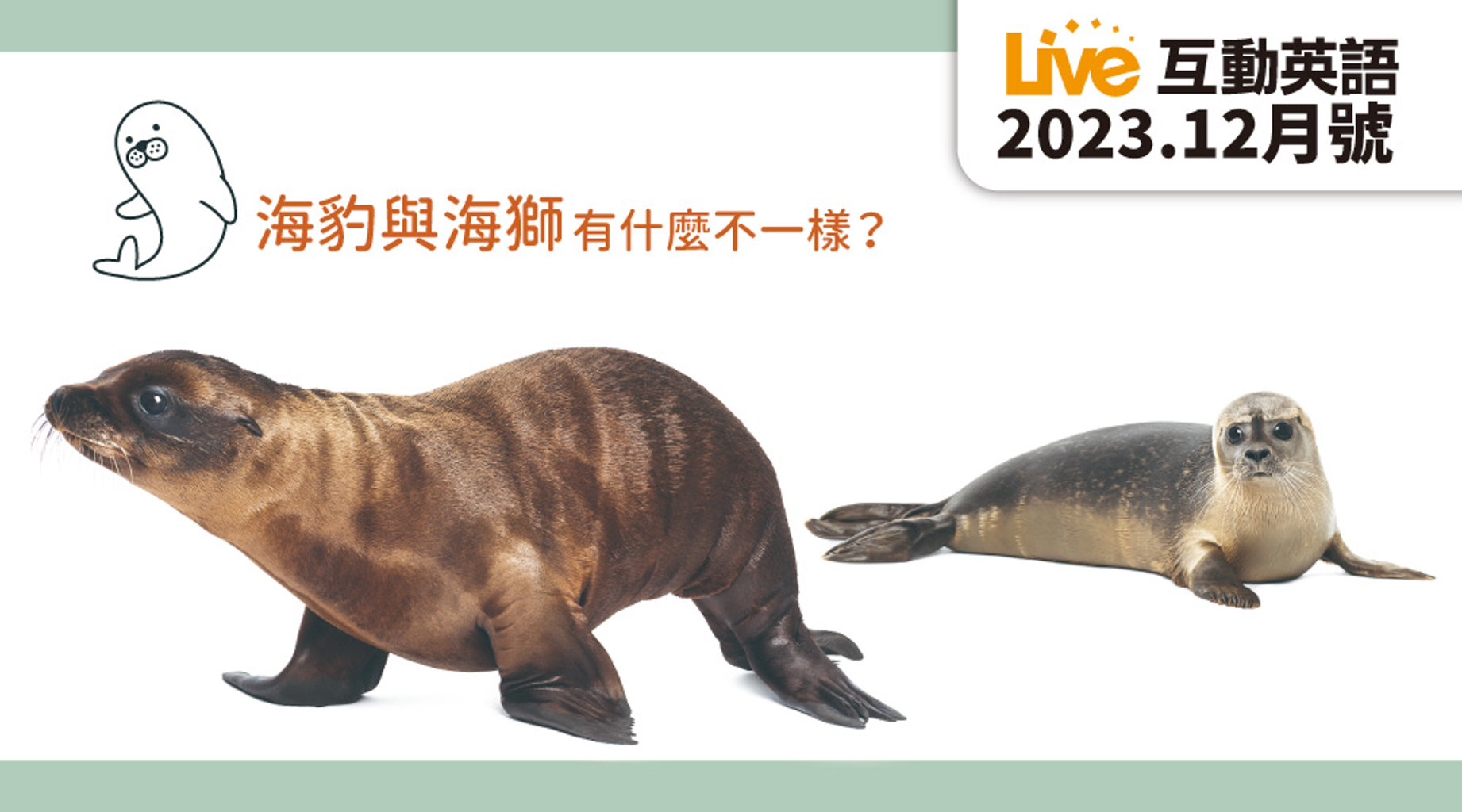 海豹與海獅有什麼不一樣? | Live互動英語12月第1集|免費線上看|語言學習|LINE TV-精彩隨看