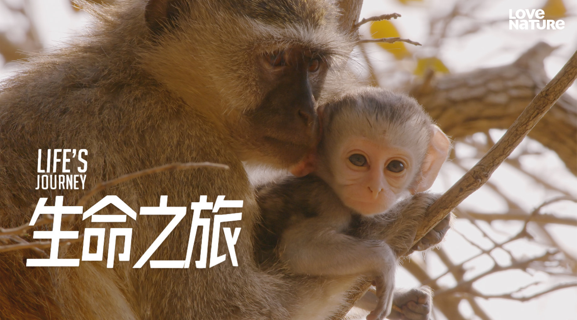 生命之旅第1集 生命的起點|免費線上看|LINE TV-精彩隨看