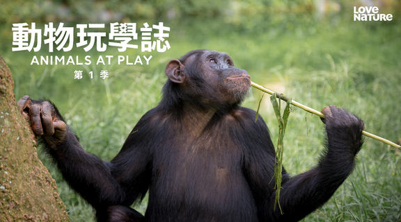 動物玩學誌 第一季