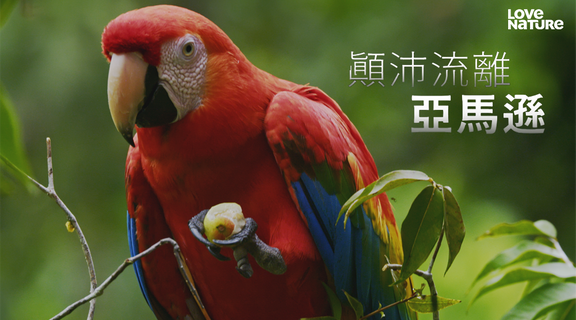 顛沛流離亞馬遜 第一季