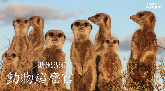 (國語)動物超感官 第一季