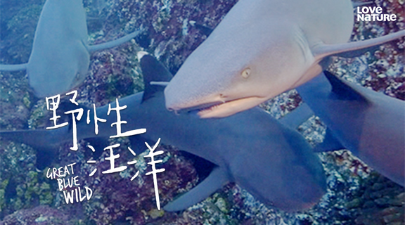 野性汪洋 第一季