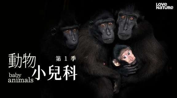 動物小兒科 第一季