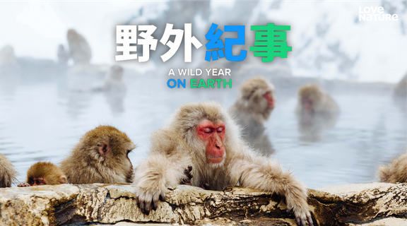 野外紀事