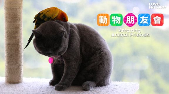 動物朋友會 第一季