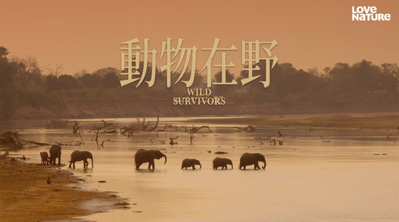 動物在野