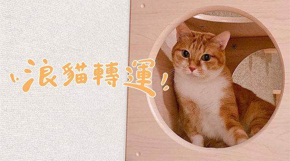 浪貓轉運