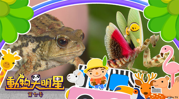 動物大明星 S7